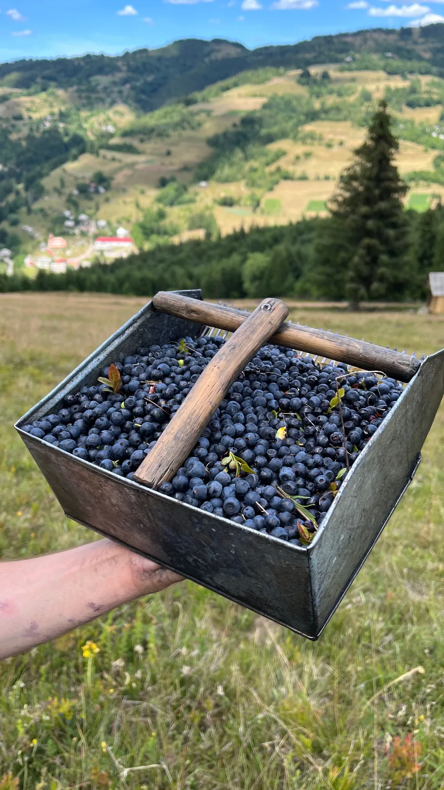 Locandina Sagra del Mirtillo a Nebbiuno (Novara)
