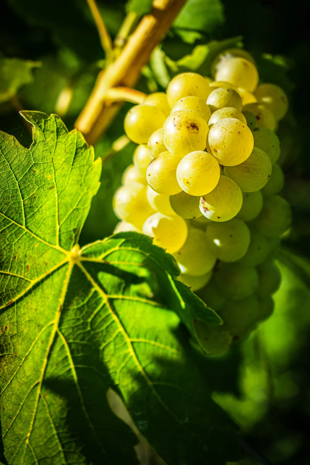 Locandina Festa del vino a Procida (Napoli)