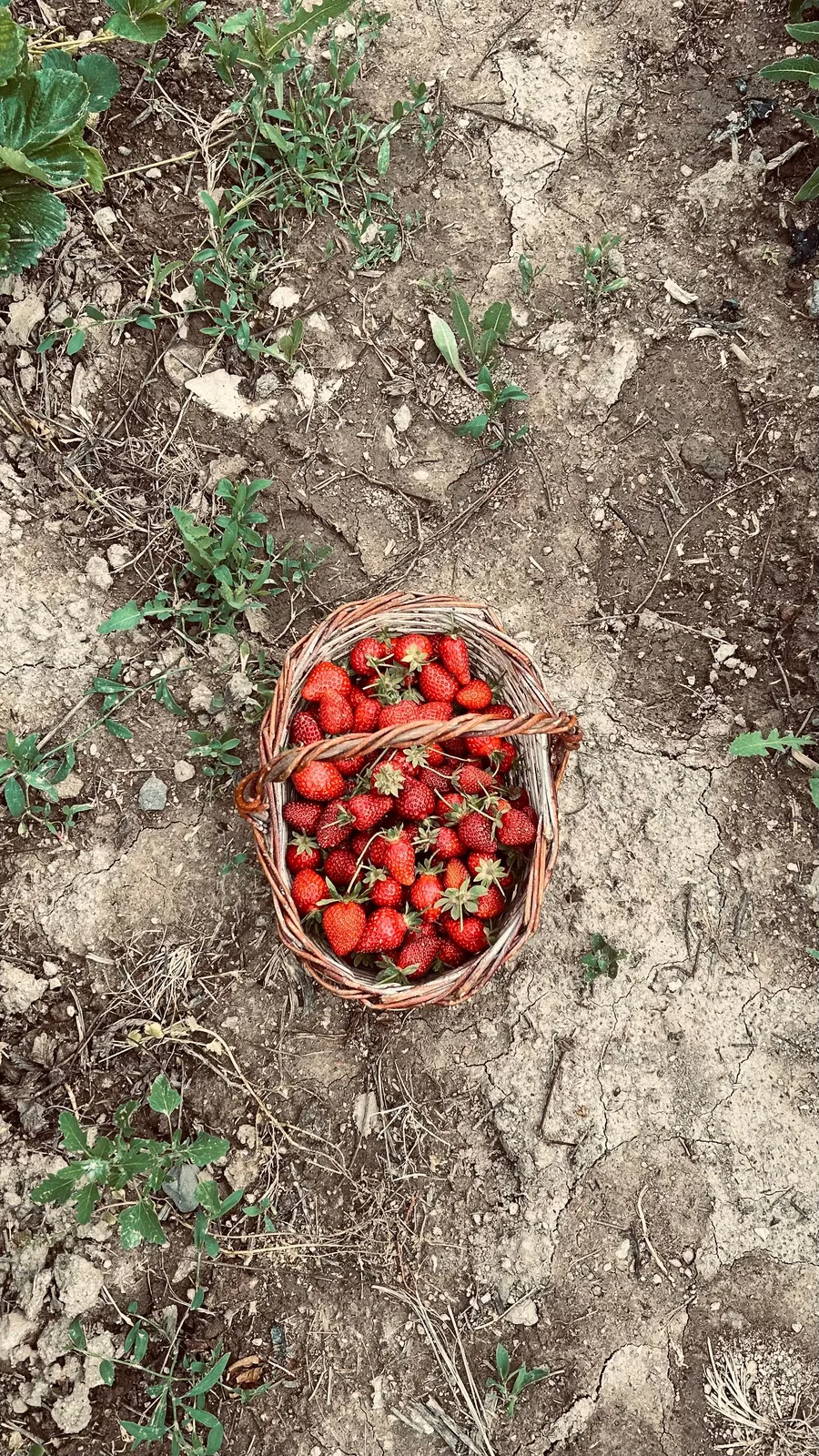 Locandina Sagra della Fragola a Alghero (Sassari)