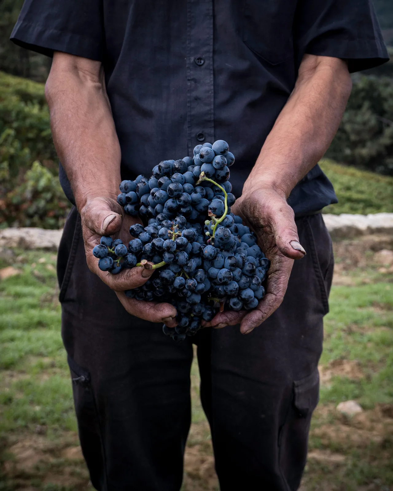 Locandina Sagra del Frittello e del Vino Novello a Castelnuovo di Farfa (Rieti)