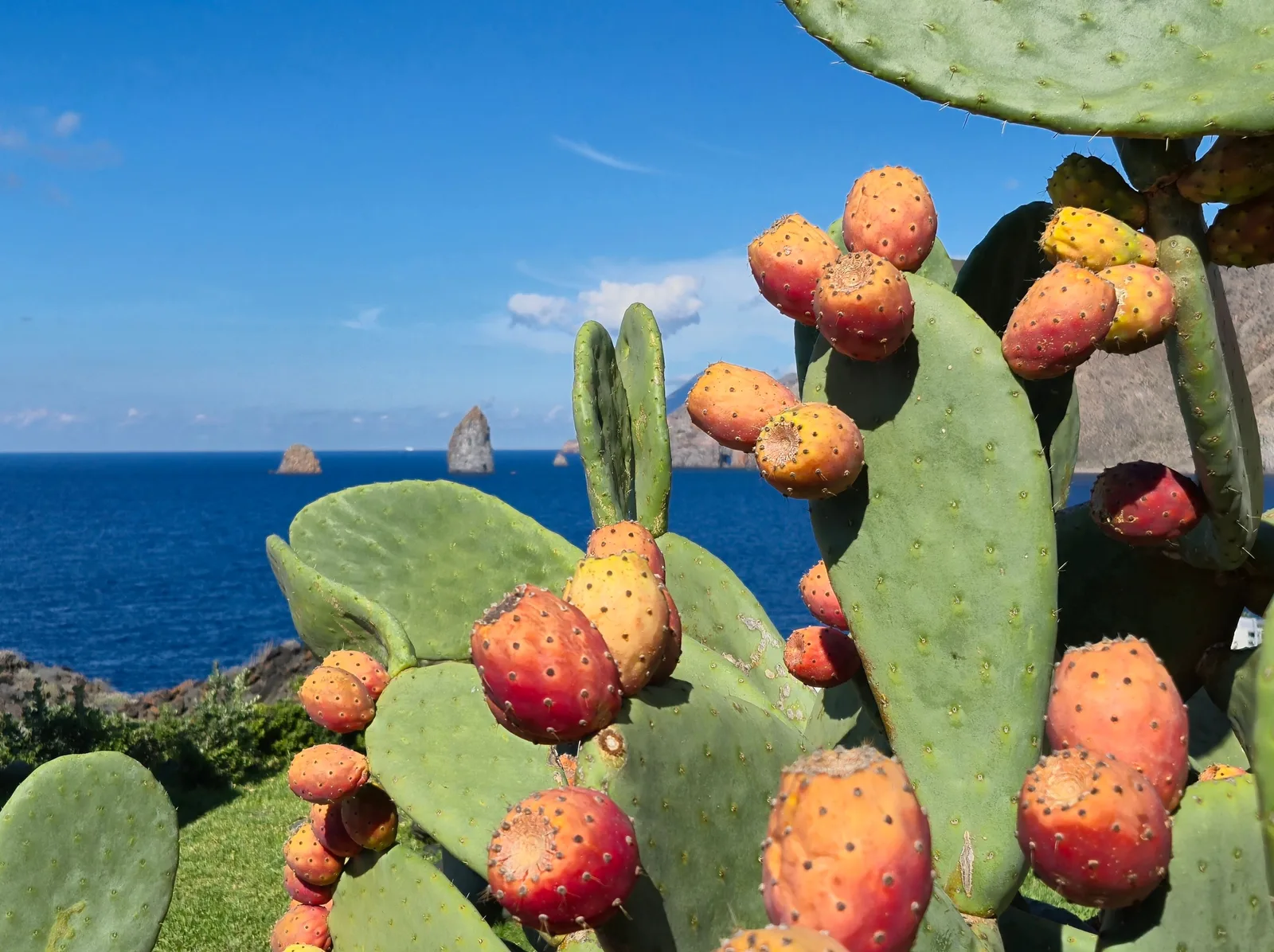 Locandina Sagra della mostarda dei fichi d’india a Carlentini (Siracusa)