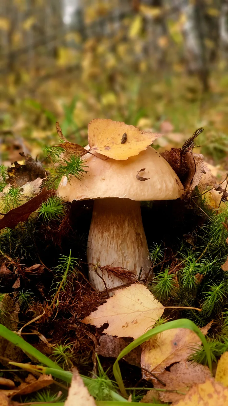 Locandina Sagra dei Funghi a Floresta (Messina)