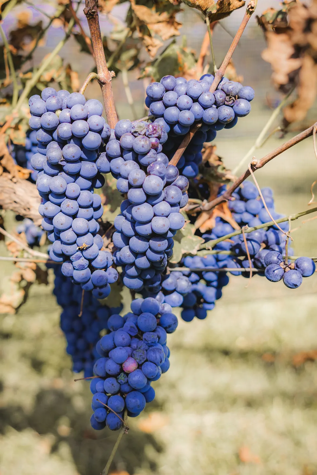 Locandina Benvenuto Vermentino a Castelnuovo Magra (La spezia)