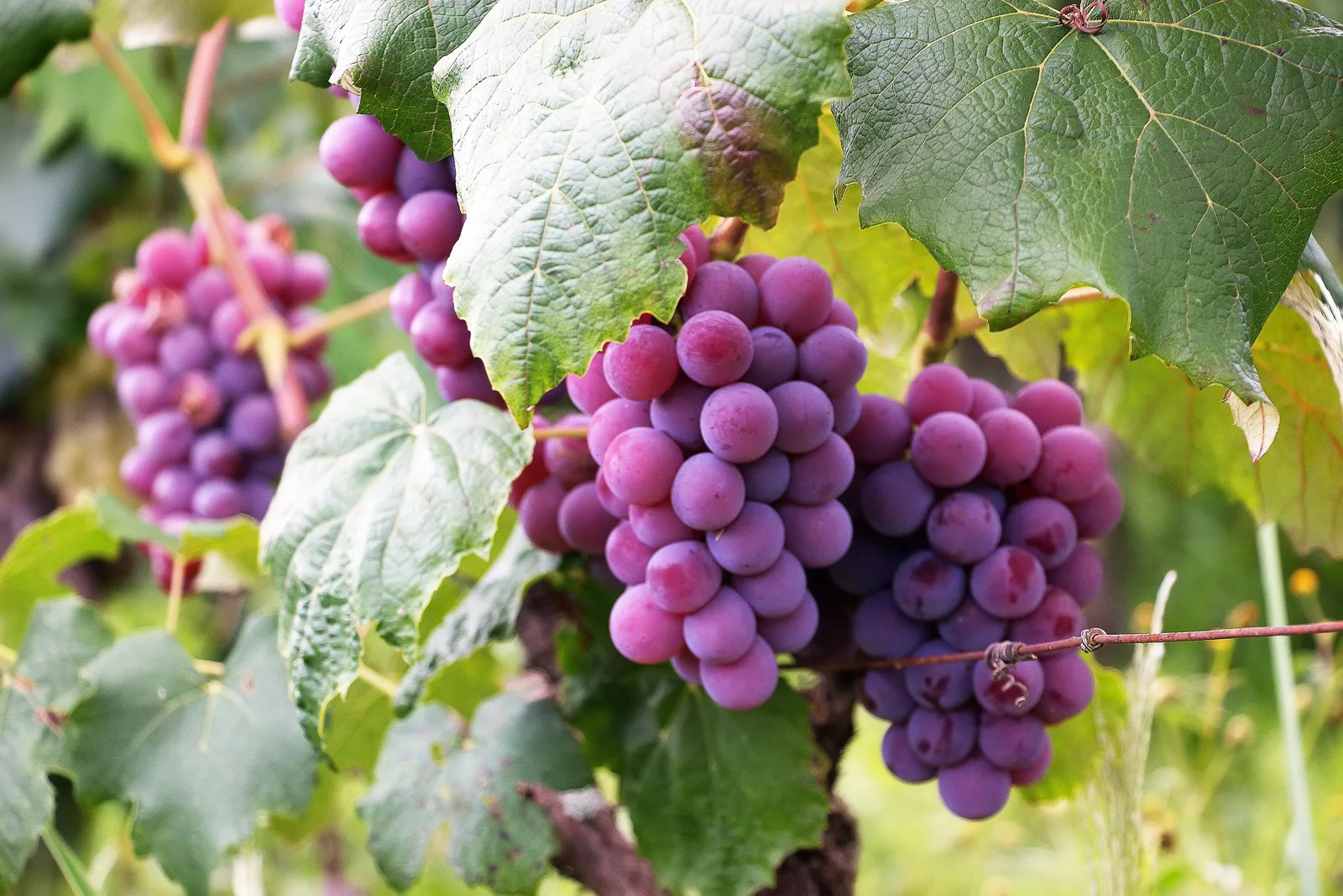 Locandina Travertino DiVino a Spinetoli (Ascoli piceno)