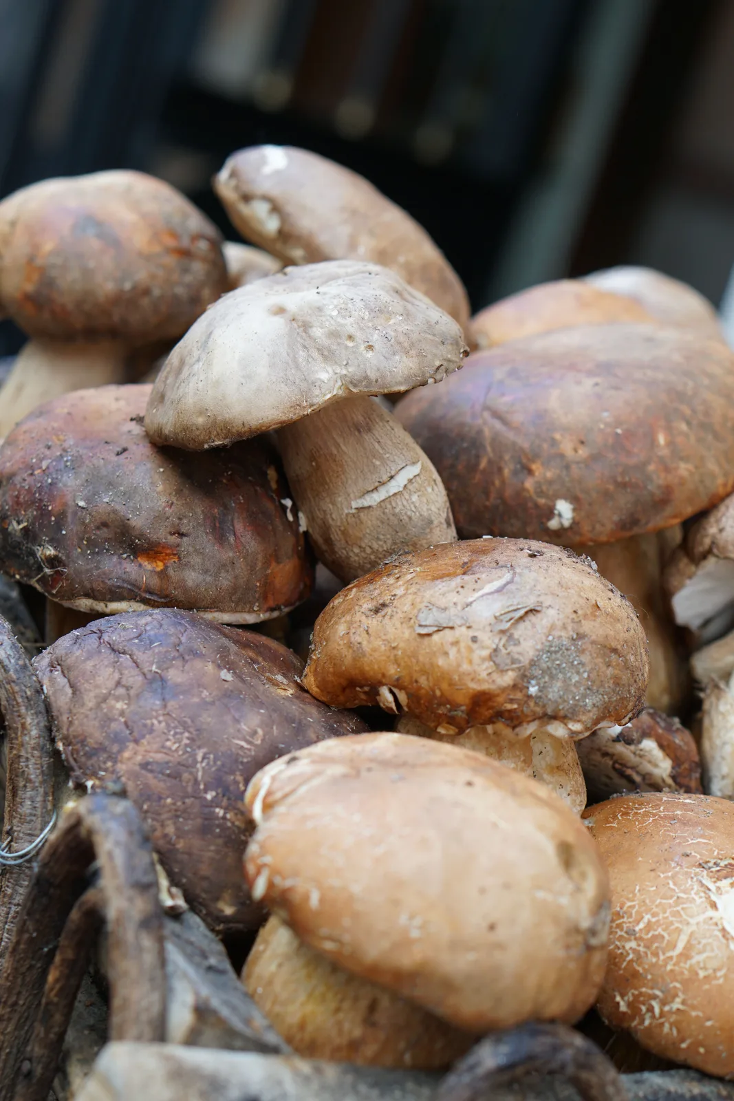 Locandina Funghi Fest a Castelbuono (Palermo)