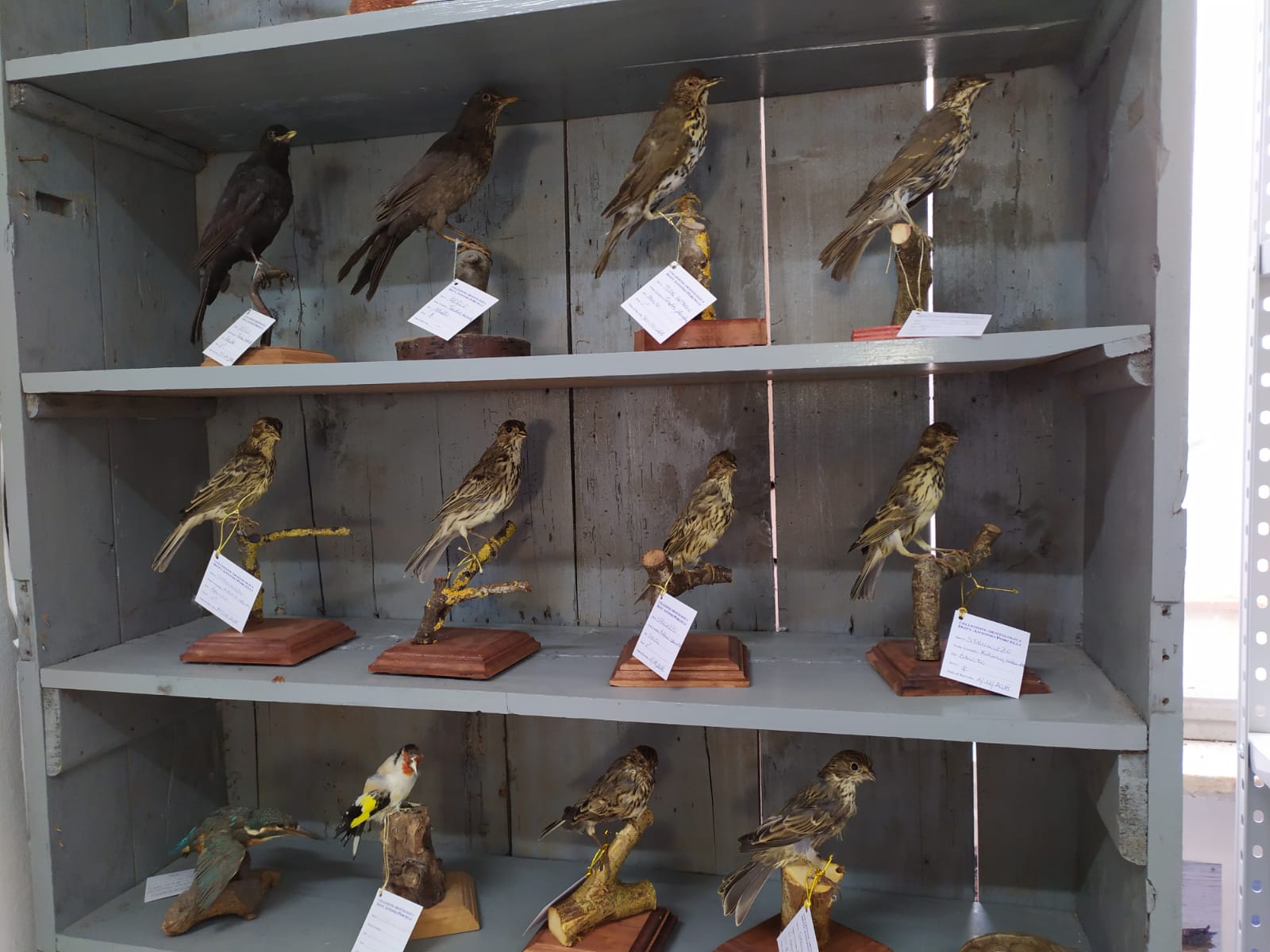 Museo ornitologico