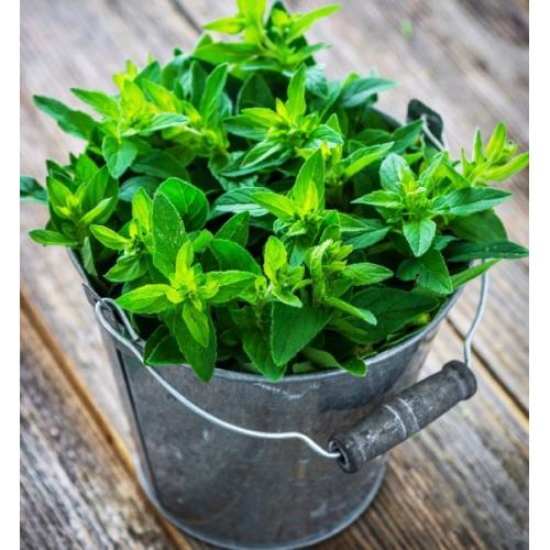 Maggiorana pianta aromatica in vaso per cucina