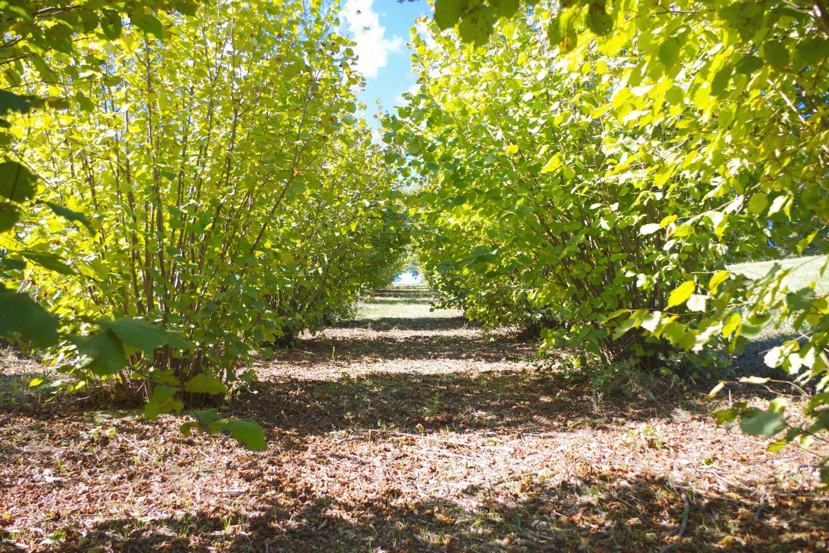 Agriturismo Biologico Colle San Giorgio