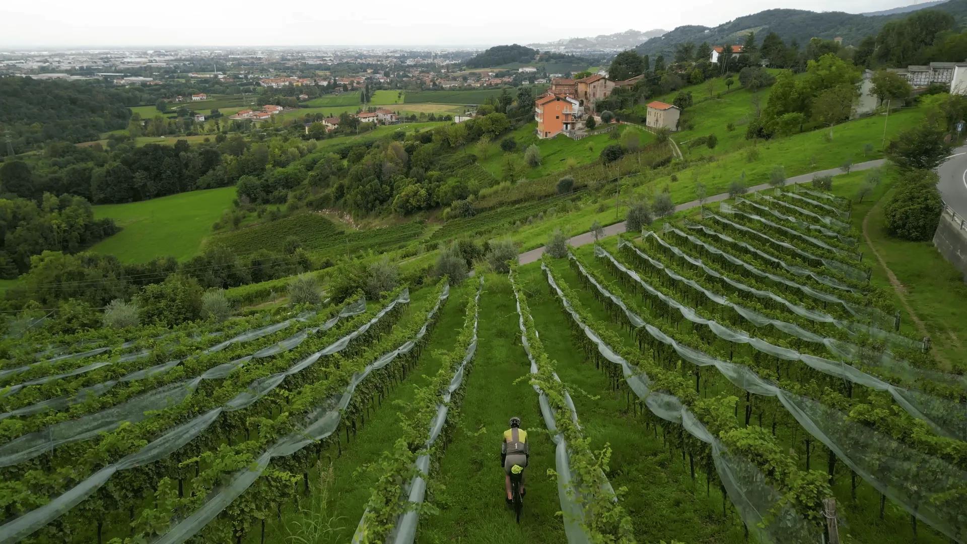 Veduta dall’alto di un vigneto in collina, con una persona in bicicletta su una striscia d’erba tra i filari e un piccolo borgo sullo sfondo.