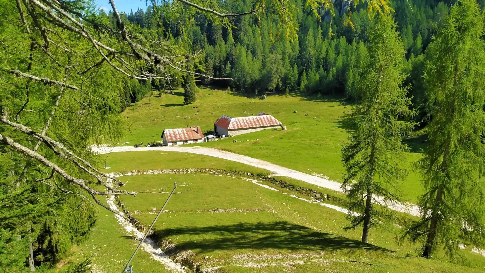 Prato verde in quota con due baite in legno e un sentiero sterrato, circondato da larici e boschi di montagna