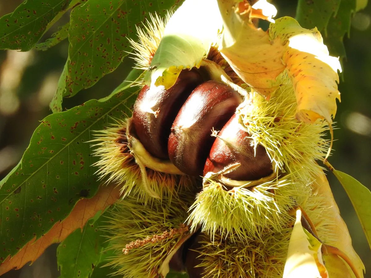 Locandina Sagra delle castagne a Soriano nel Cimino (Viterbo)
