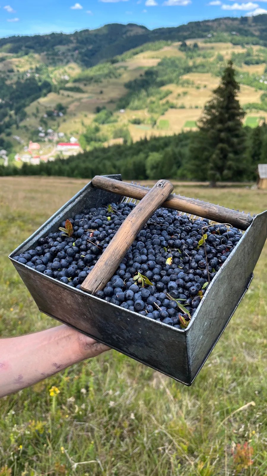 Locandina Sagra del Mirtillo a Nebbiuno (Novara)