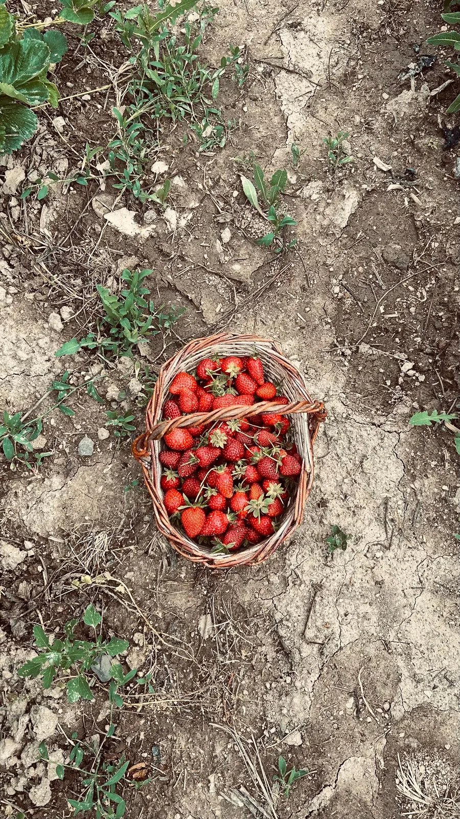Locandina Sagra delle Fragole a Lagosanto (Ferrara)