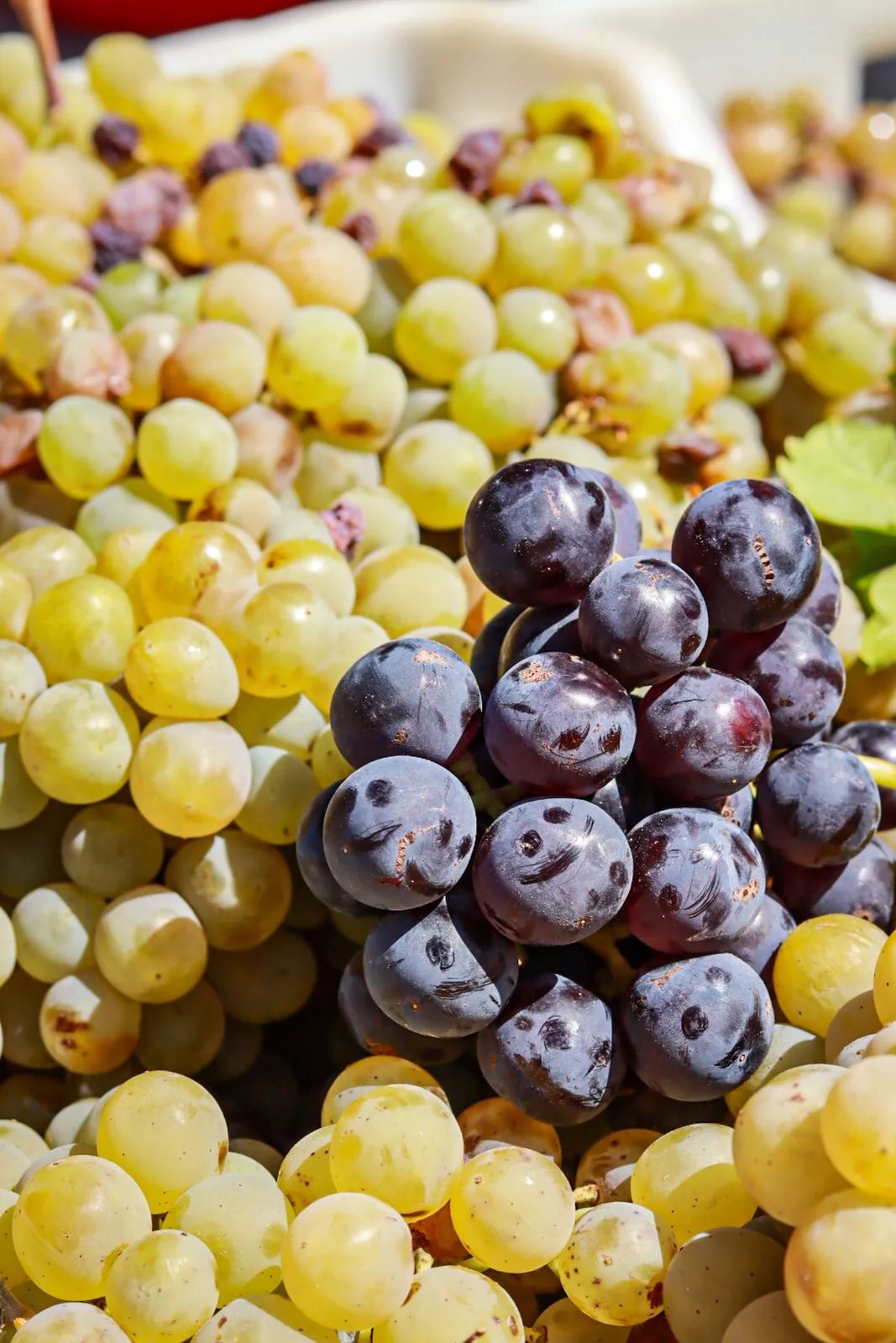 Locandina Risosterie – il Festival del riso e del vino a Isola della Scala (Verona)