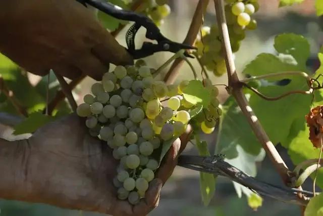 Azienda Porto di Mola – foto © FAI – Fondo Ambiente Italiano