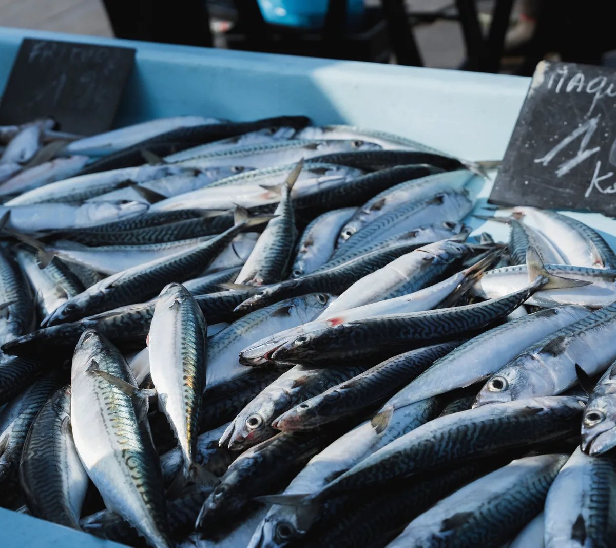 Locandina Sagra del pesce a Termoli (Campobasso)