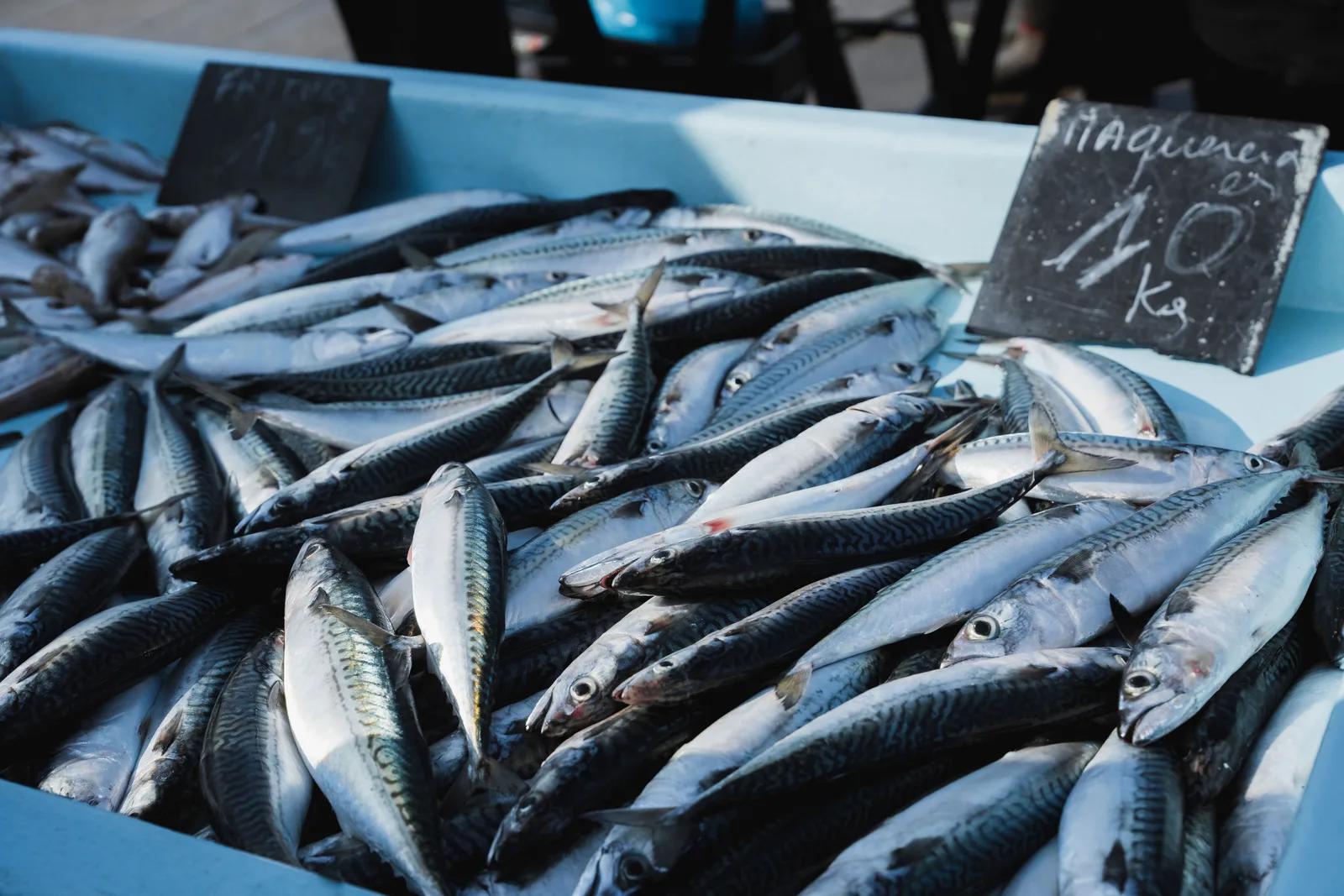 Sagra del pesce — Milazzo
