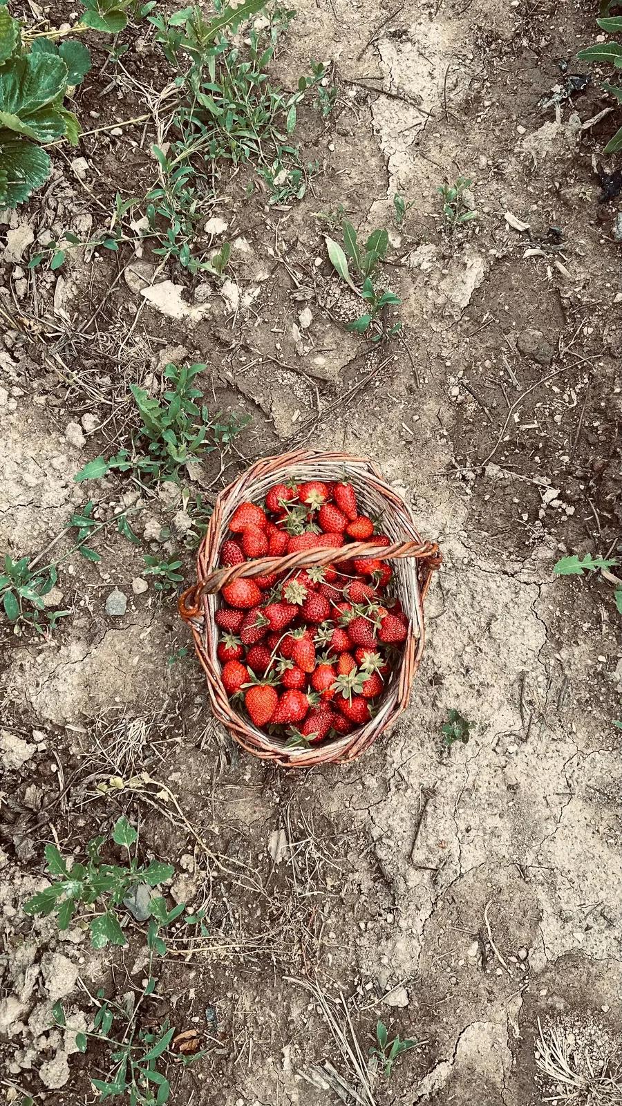 Sagra della Fragola — Alghero