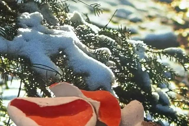 Natura e Spirito: il Museo del Fungo e i Cappuccini – foto © FAI – Fondo Ambiente Italiano