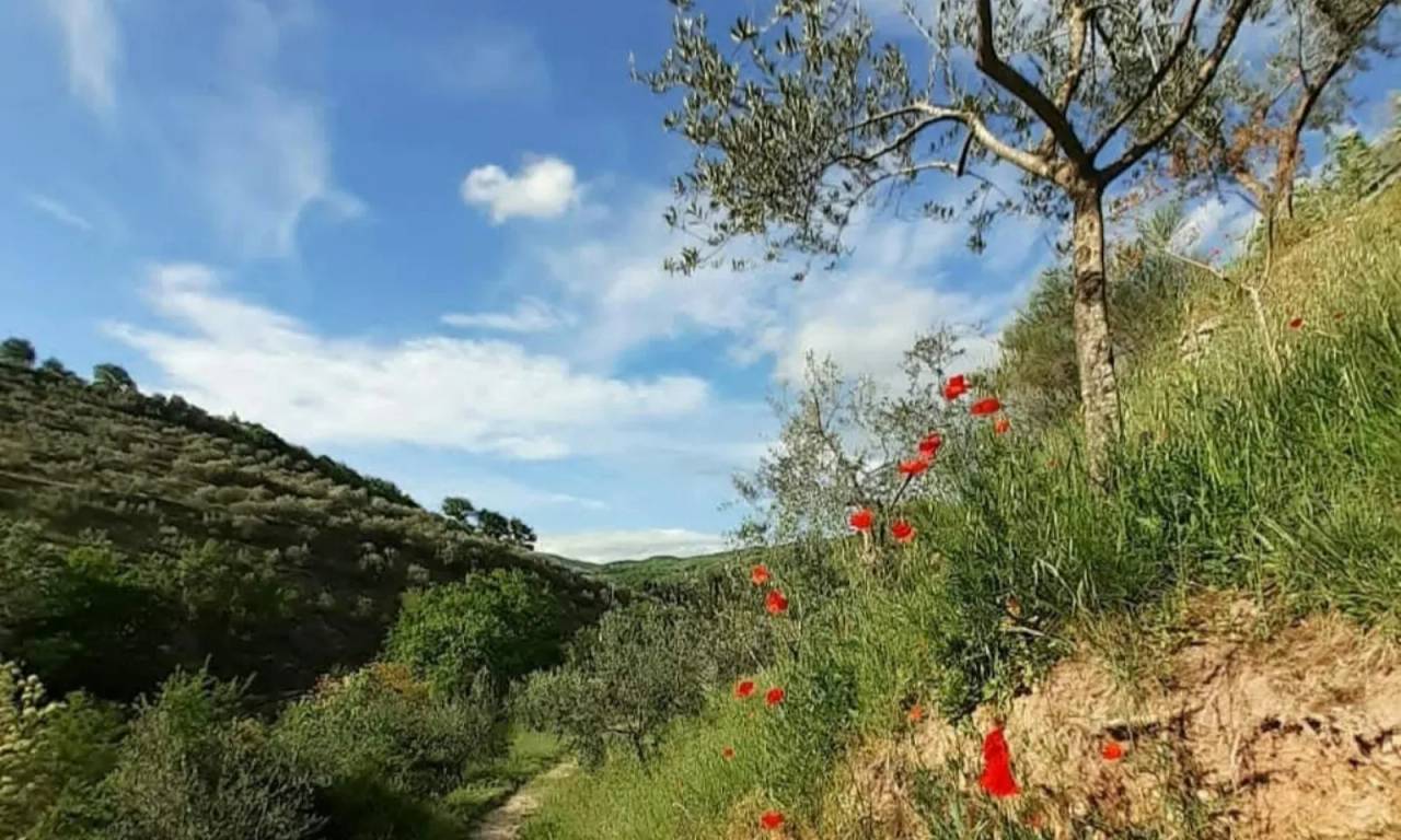 A spasso nel Bosco – Bosco Di San Francesco, Assisi (Perugia). Foto: FAI / Archivio FAI