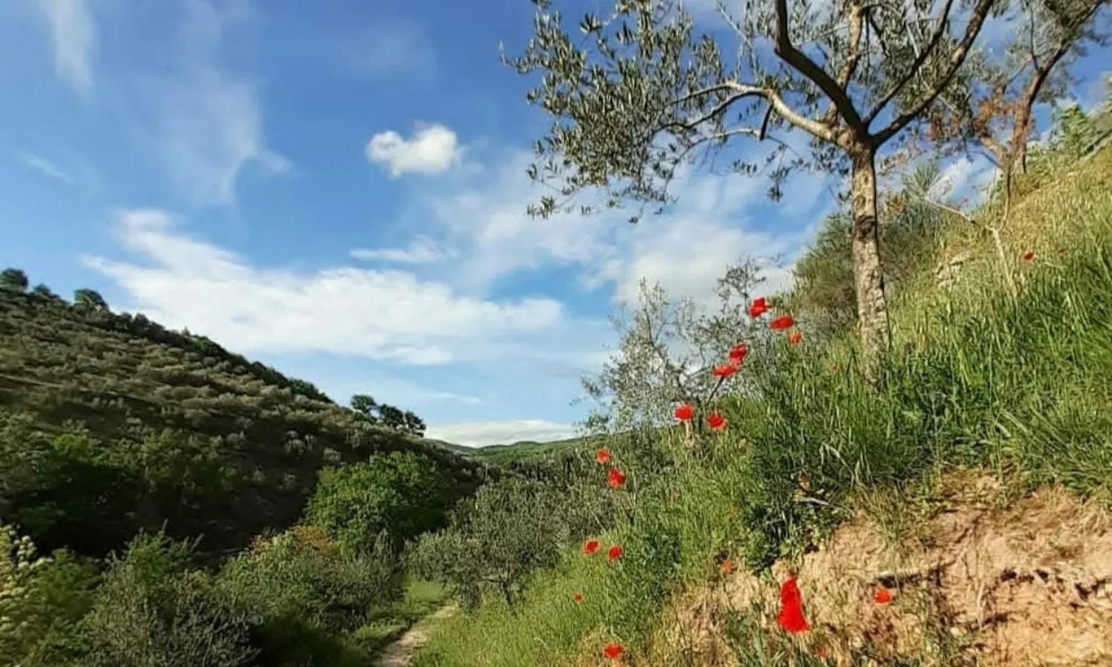 A spasso nel Bosco – Bosco Di San Francesco, Assisi (Perugia). Foto: FAI / Archivio FAI