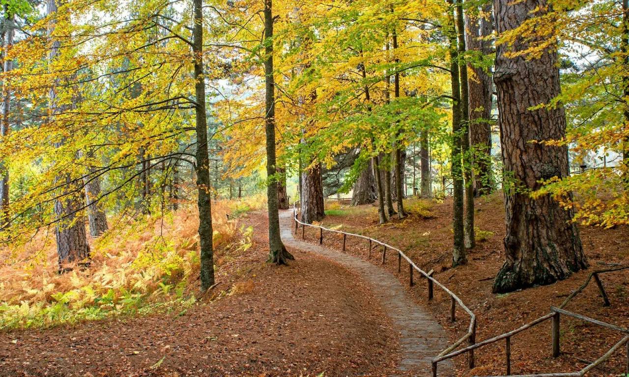 Trekking "Il Foliage intorno ai Giganti della Sila" – Giganti Della Sila E Casino Mollo, Spezzano della Sila (Cosenza). Foto: FAI / Archivio FAI