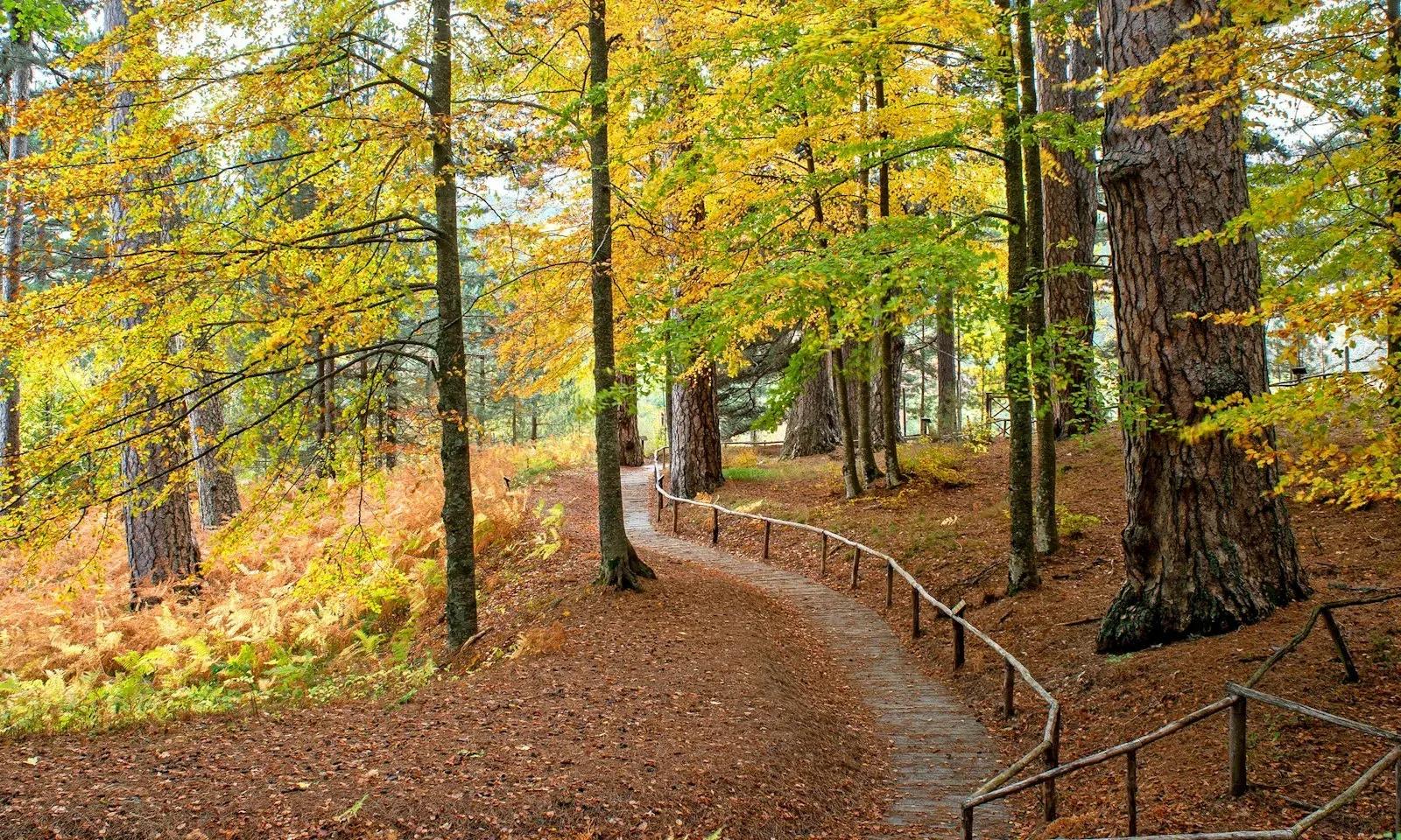 Trekking "Il Foliage intorno ai Giganti della Sila" – Giganti Della Sila E Casino Mollo, Spezzano della Sila (Cosenza). Foto: FAI / Archivio FAI