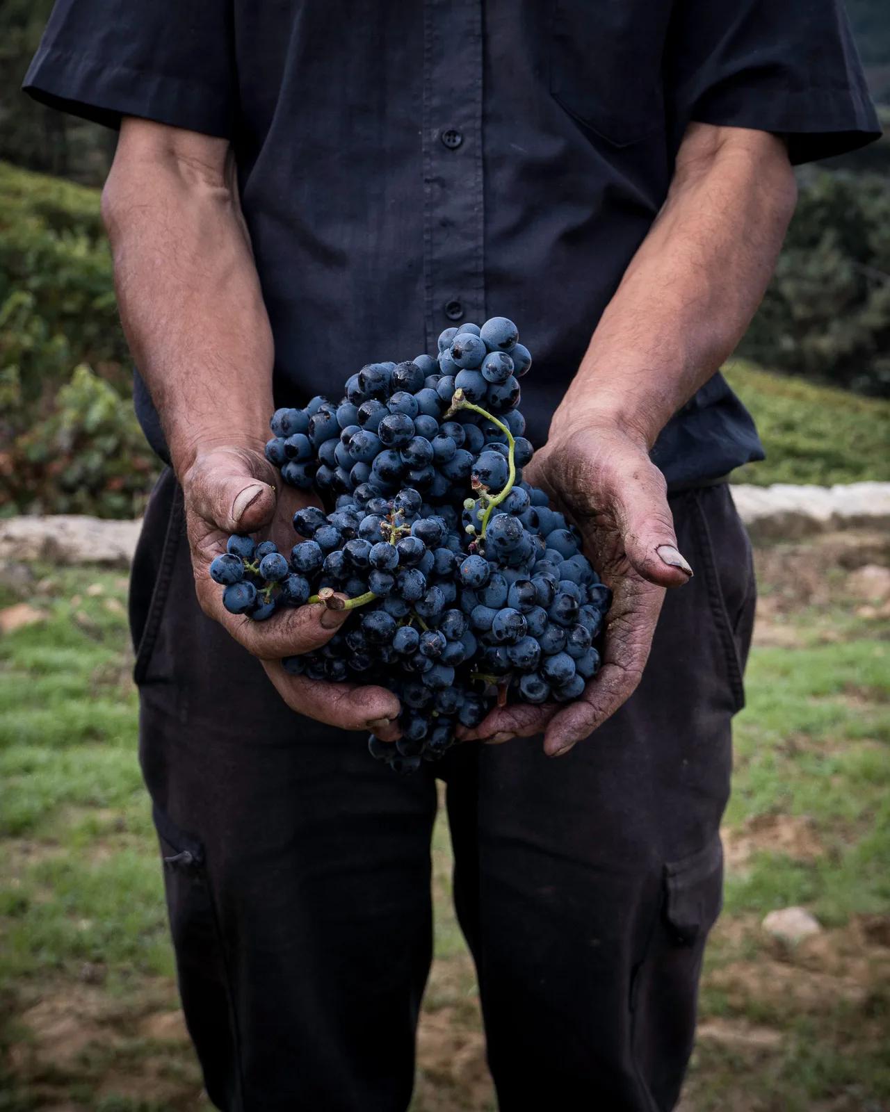 Sagra del Frittello e del Vino Novello — Castelnuovo di Farfa