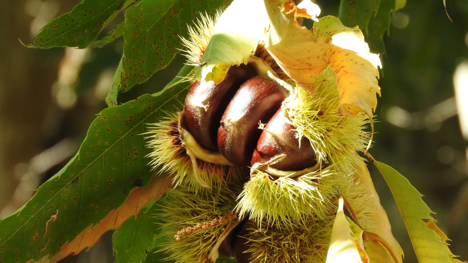 Locandina Sagra delle castagne a Rocca di Papa (Roma)