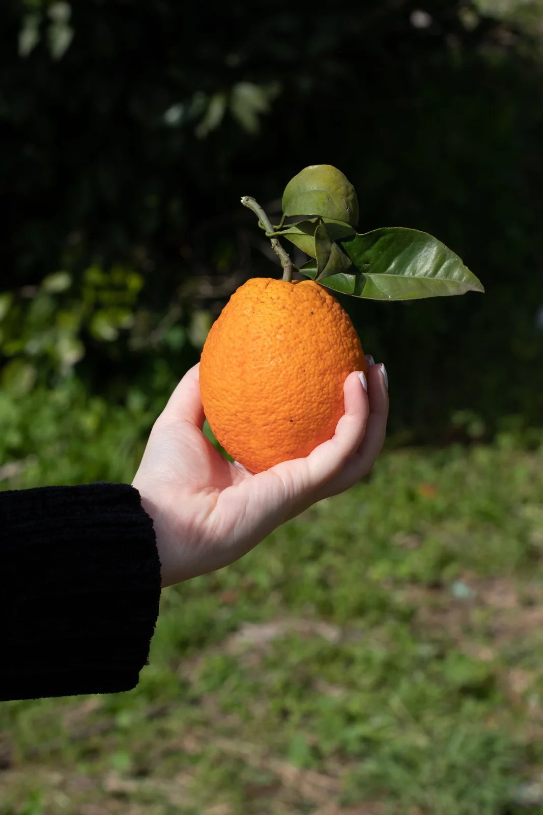 Locandina Sagra delle arance a Rodi Garganico (Foggia)