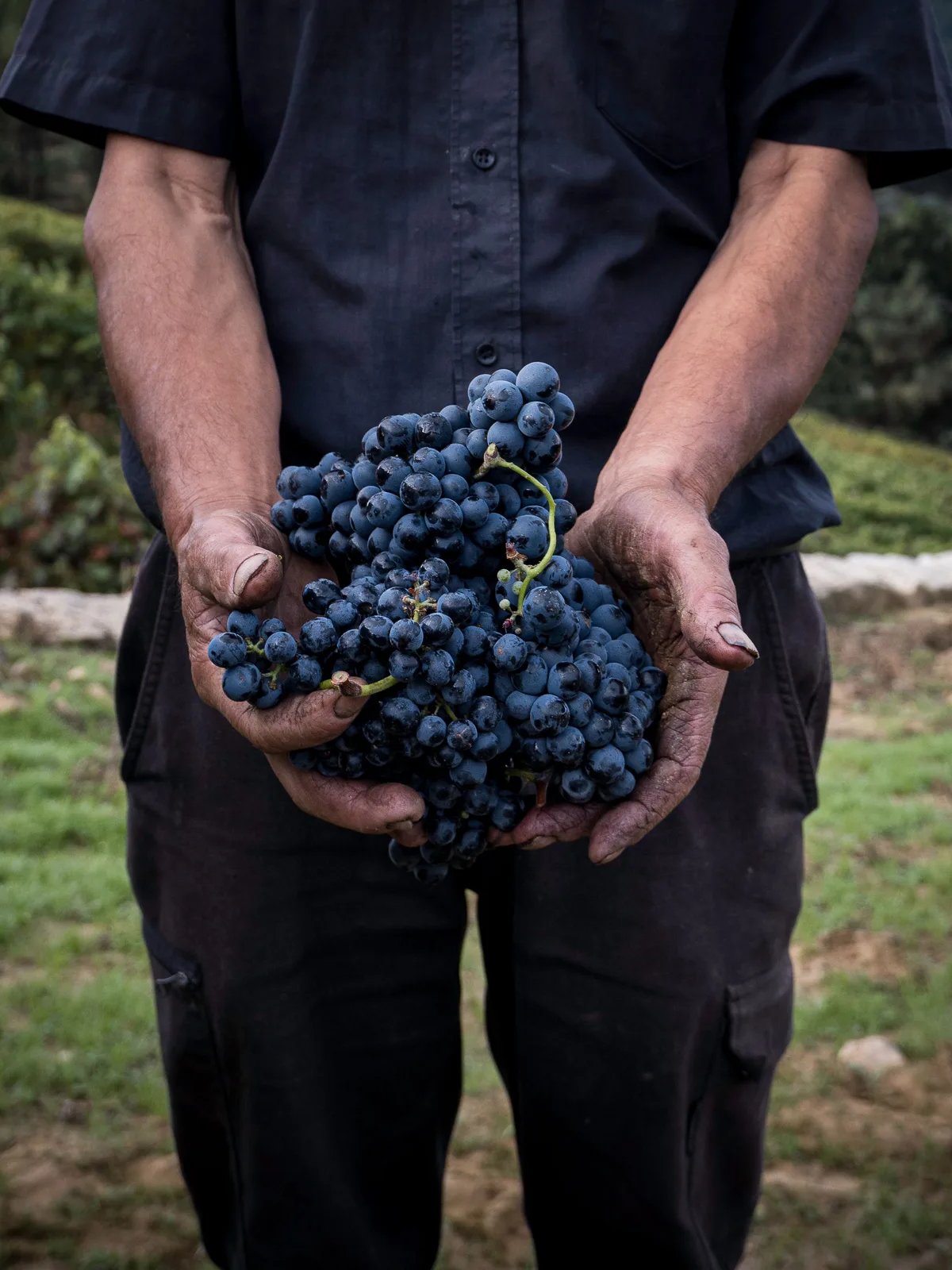 Locandina Sagra del vino novello a Acquasparta (Terni)