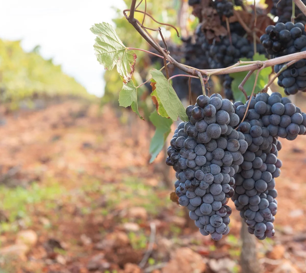 Locandina Novello al castello – Festa del vino a Catignano (Pescara)