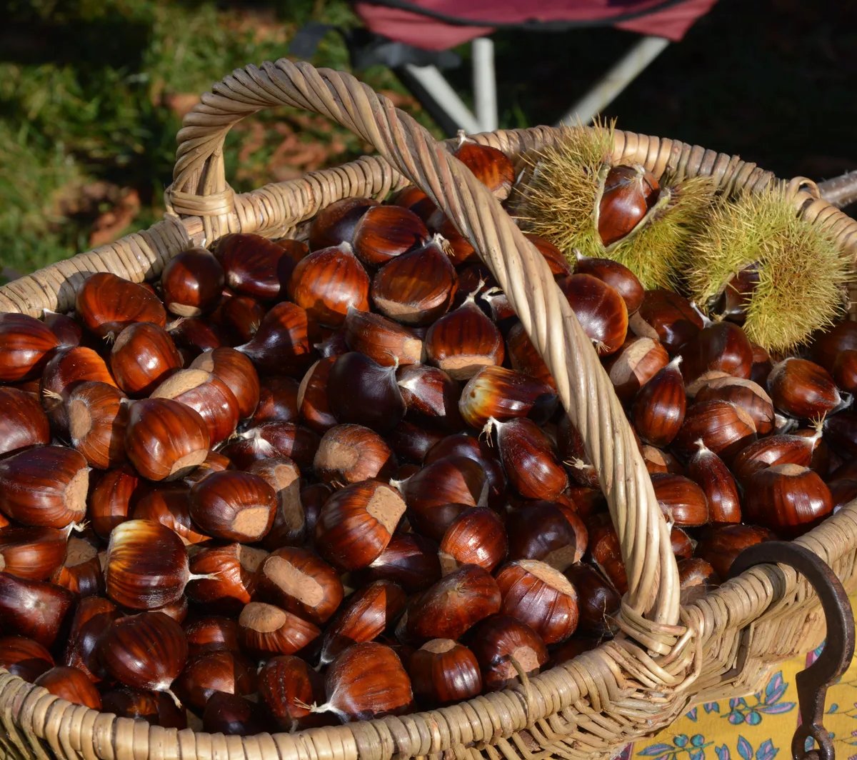 Locandina Sagra del Marrone di Latera a Latera (Viterbo)