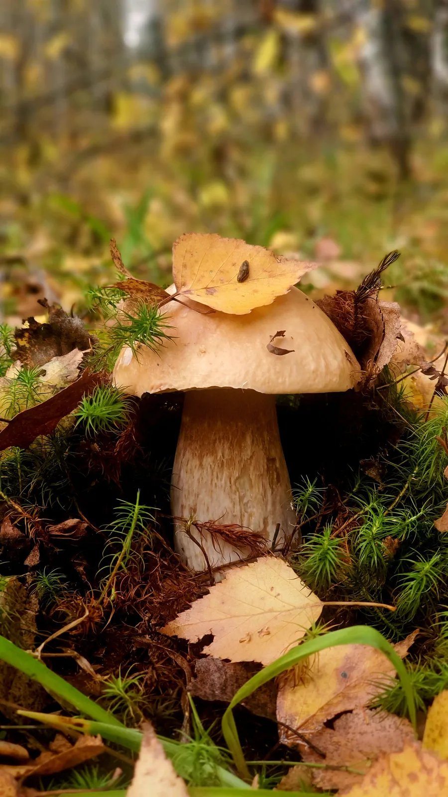 Locandina Sagra delle tacchie ai funghi porcini a Bellegra (Roma)