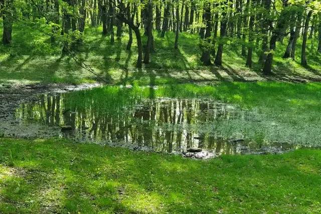 Bosco Cupolicchio – foto © FAI – Fondo Ambiente Italiano