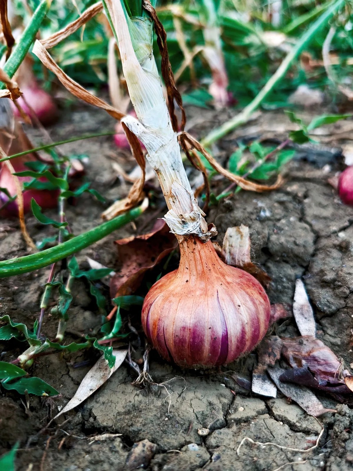 Locandina Festival della cipolla rossa a Amantea (Cosenza)