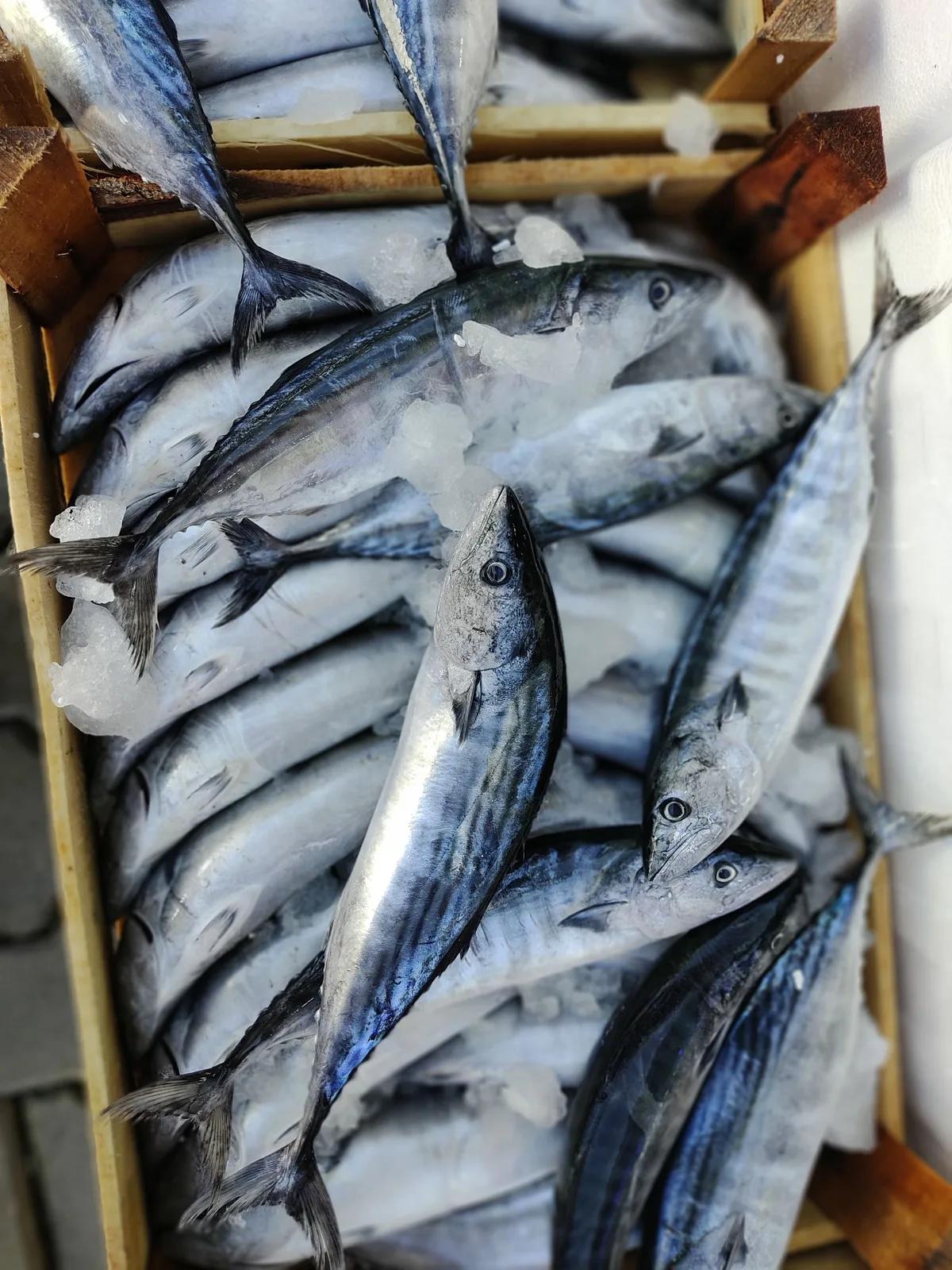 Sagra del pesce — Pozzallo
