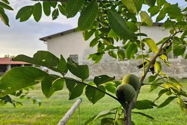 Azienda Agricola Bellombra – foto © FAI – Fondo Ambiente Italiano