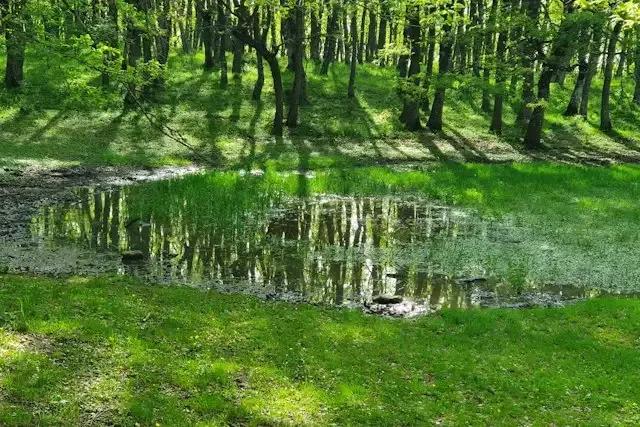 Bosco Cupolicchio – foto © FAI – Fondo Ambiente Italiano
