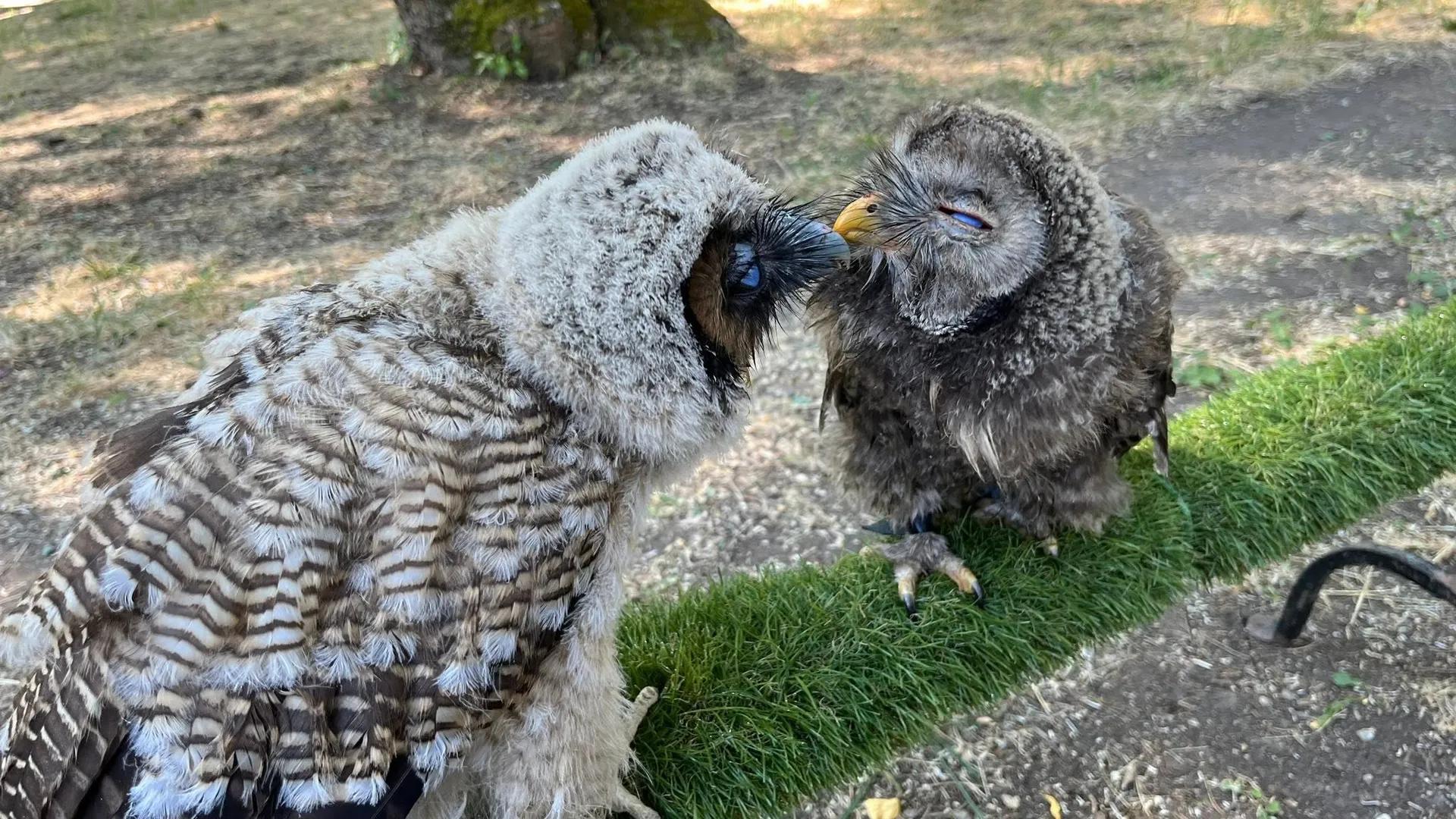 Falconiere per un giorno