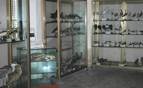 Museo di Storia Naturale del Salento