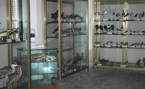Museo di Storia Naturale del Salento