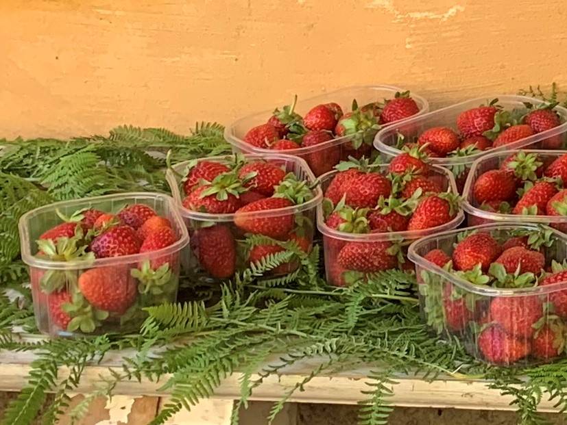 Sagra delle fragole e Mostra dei fiori — Nemi