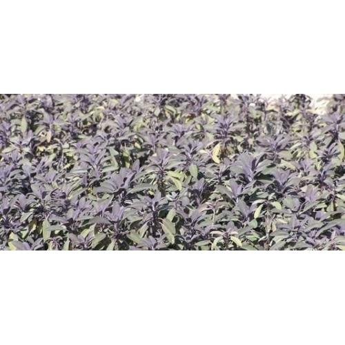 Salvia foglia rossa pianta aromatica per cucina in vaso