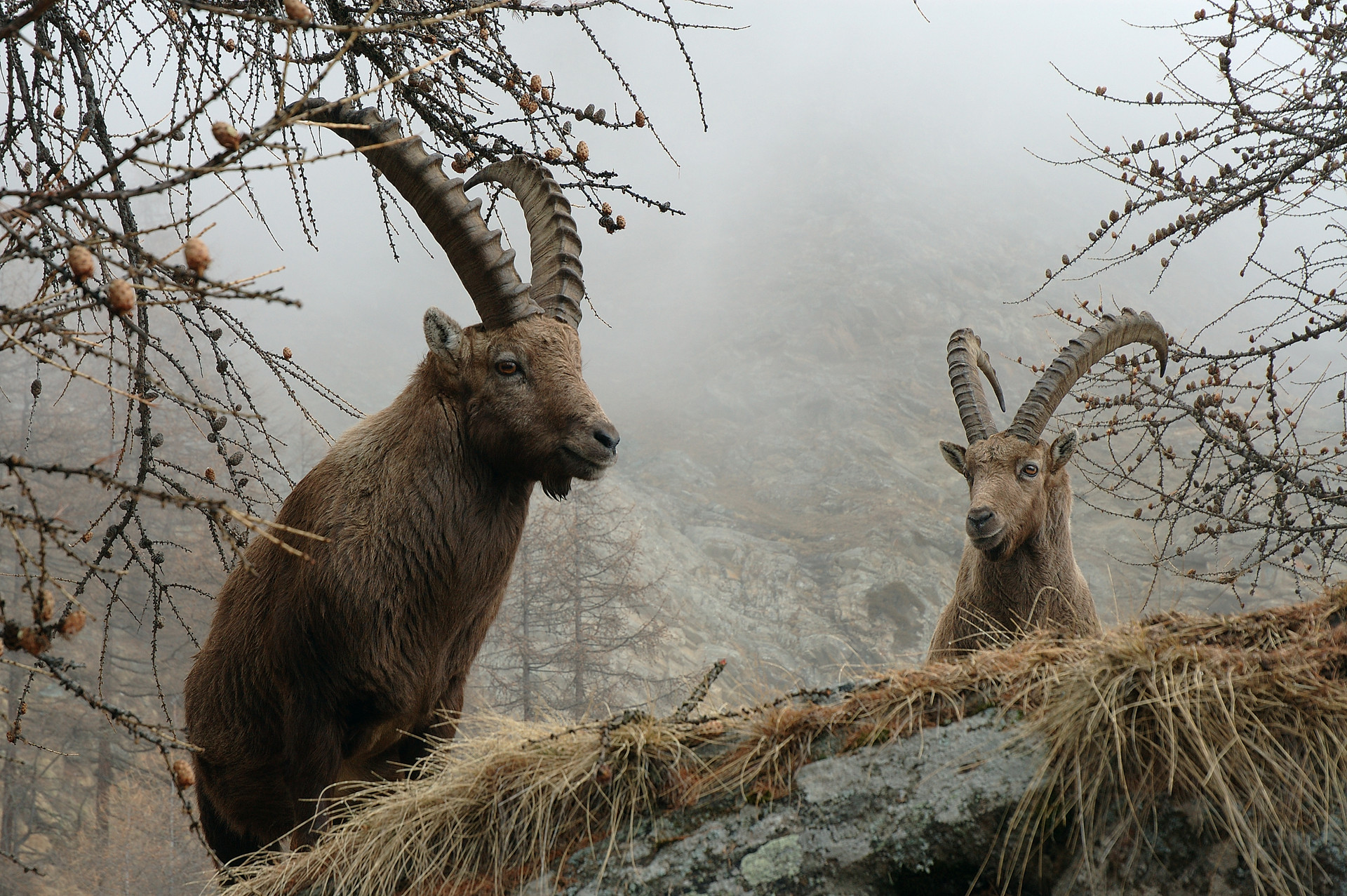 Cogne (AO)
